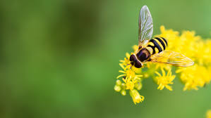 Stratégie nationale sur la biodiversité : votre avis compte !